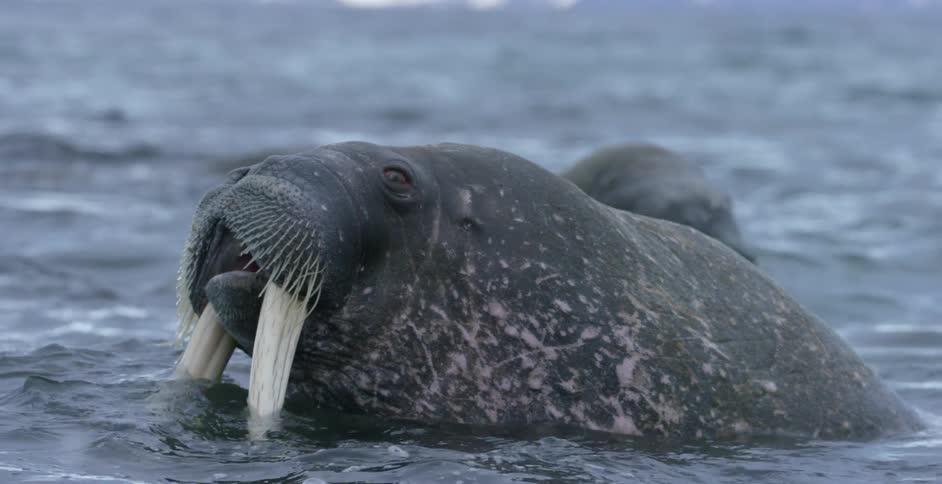 A group of walrus swim around in the water