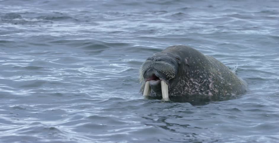 A walrus opens his mouth while bobbing in the water