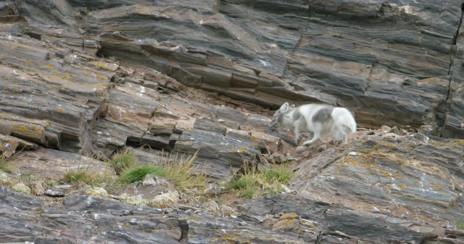 A silver fox is climbing on the side of a cliff