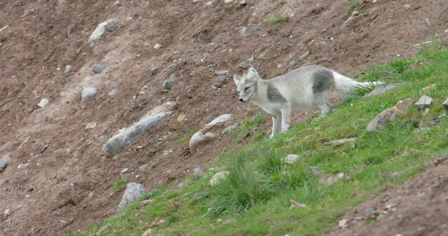A fox is standing on the grass of a hill