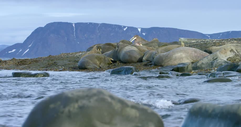 A group of walrus lay on the shore