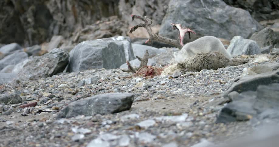 A silver fox eats a carcass