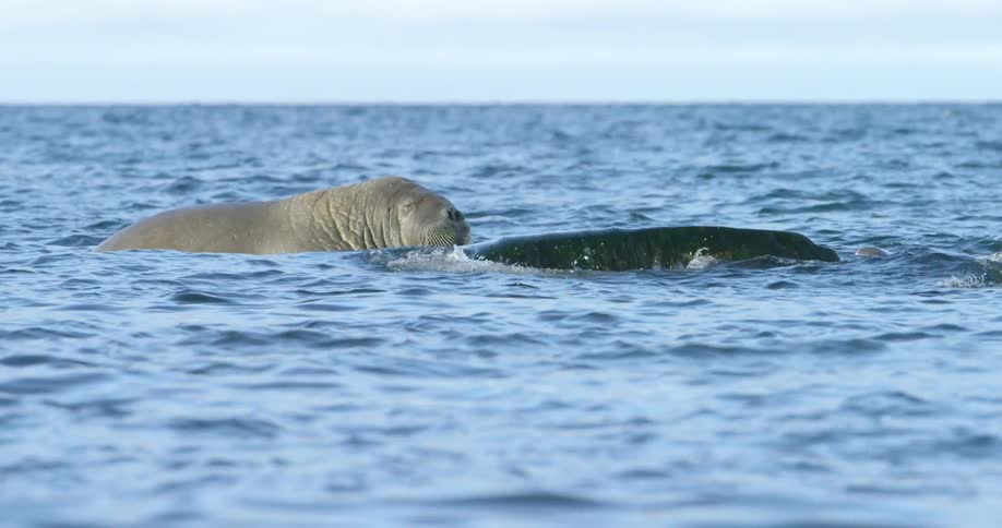A walrus is in the water swimming near a rock