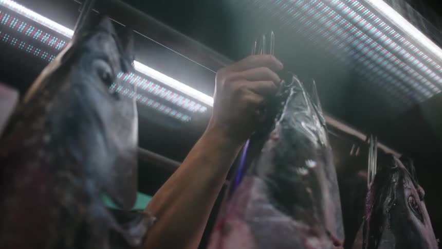 A close up of a persons hands pulling a hook out of a fish locker with a large fish on it