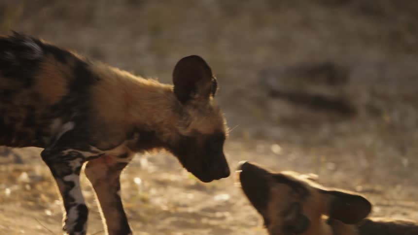 Young African wild dogs playfully wrestling in the wild