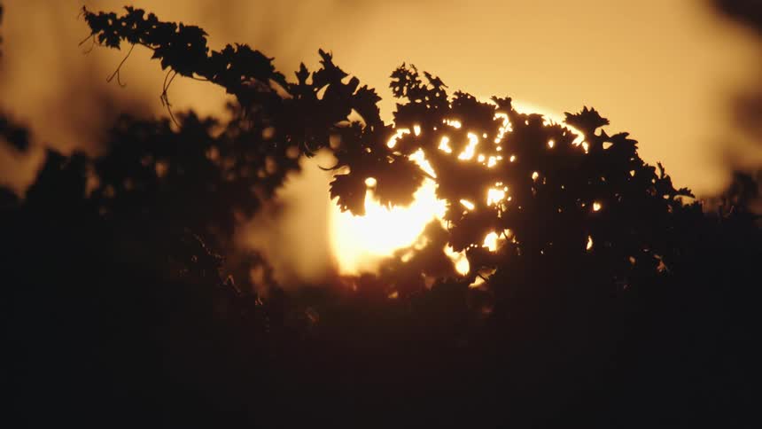 Wind blows through the top of vineyard with sunset behind