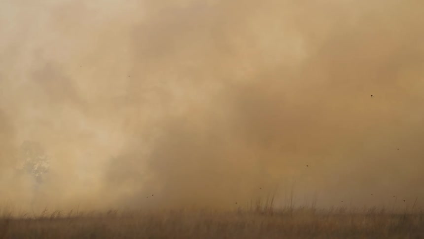 A dense cloud of smoke passes through a grassland during the day
