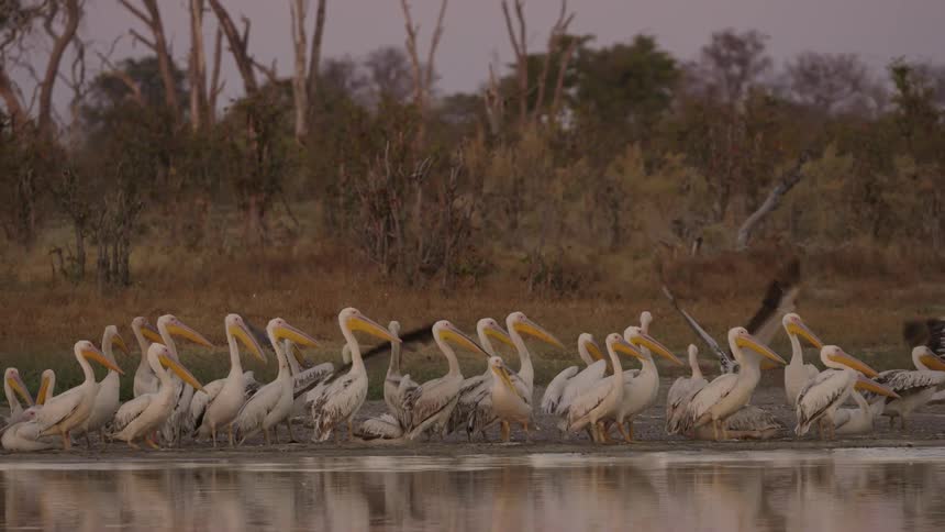 A flock of pelicans stand together beside a body of water during the day