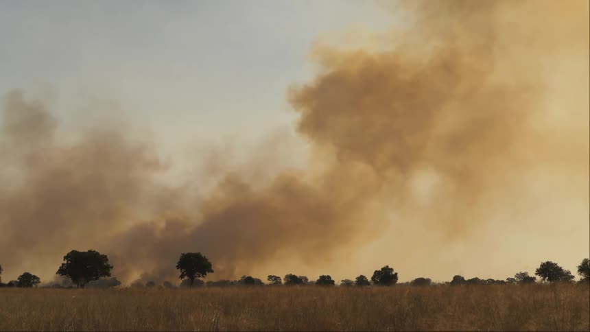 Smoke billowing into the sky from a forest fire in the trees on the horizon