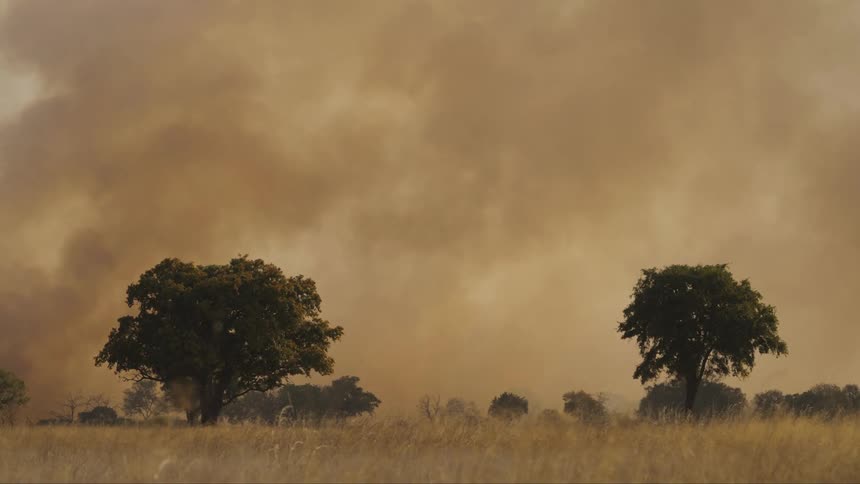 A view of fire clouds above grasses and trees