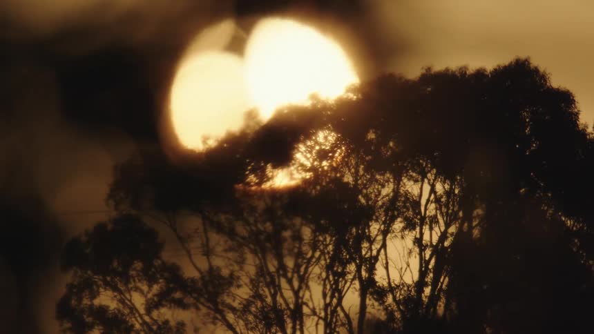 Sun sets behind the silhouette of trees waving in the wind at golden hour