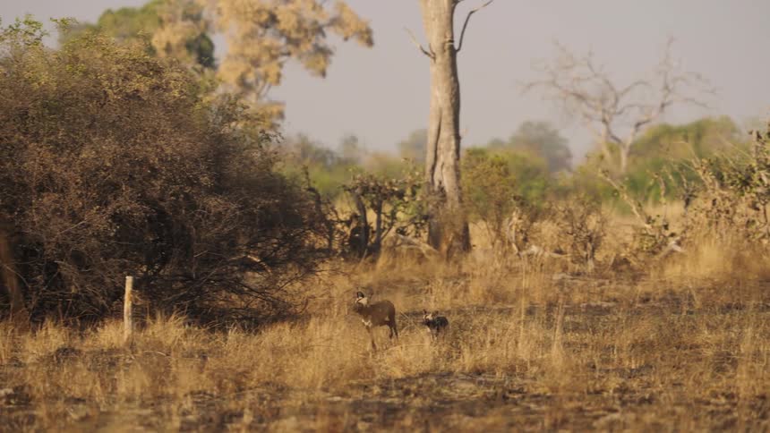 African wild dogs are running through the wild at dusk