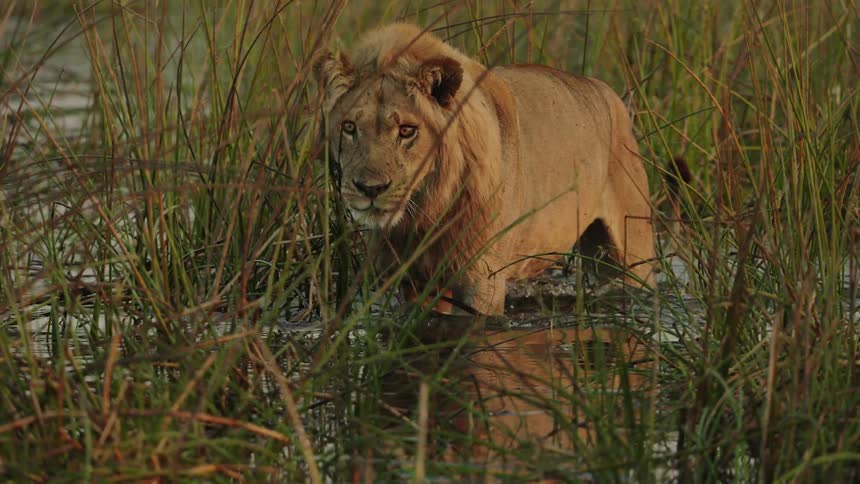A lion walks through tall grass in a swamp