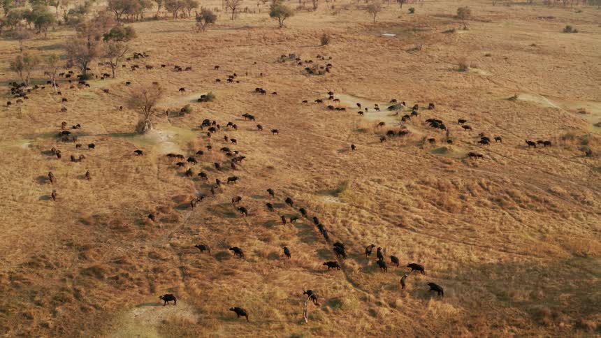 A large group of animals are traveling together