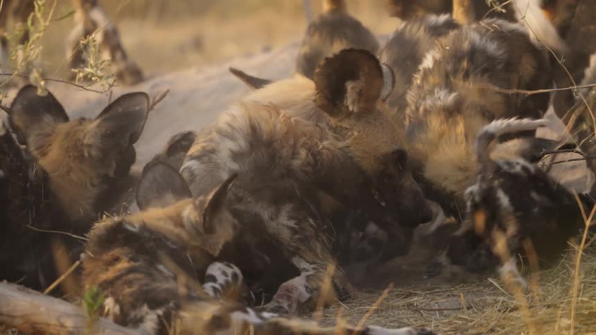 African wild dogs playing with each other outdoors