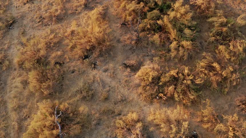 Birds eye view of African wild dogs walking across a field in the wild