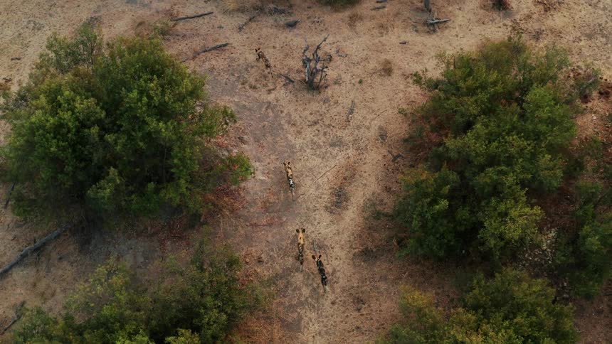 A small group of African wild dogs can be seen from above as they are walking amidst sparse trees