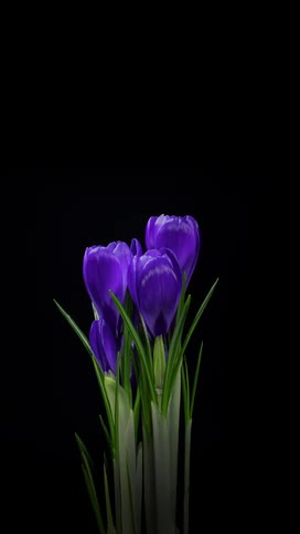 Time lapse shot of a purple crocus flower blooming