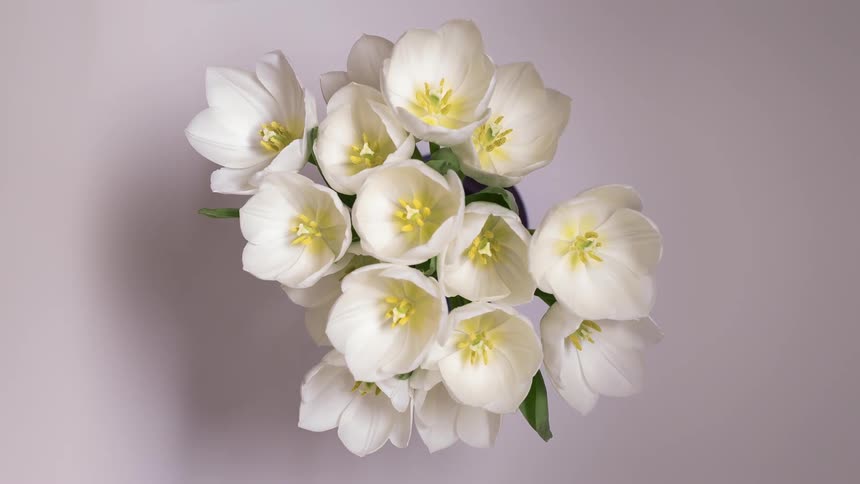 Bouquet of white tulips blossoms and dies