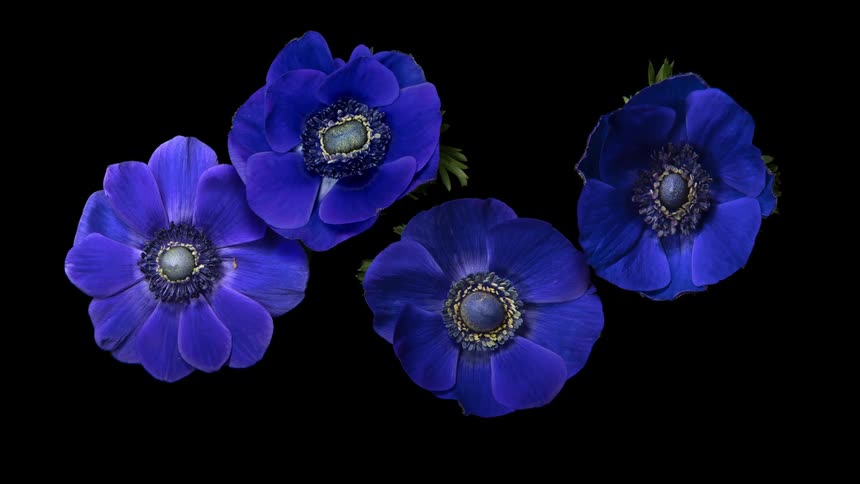 Blue anemone flowers bloom in the darkness