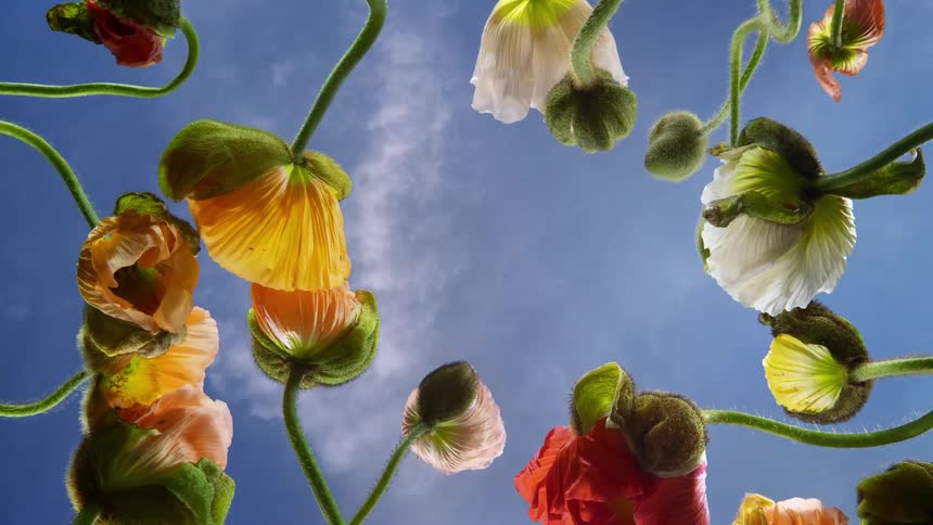 Time lapse view of blossoming flowers is displayed