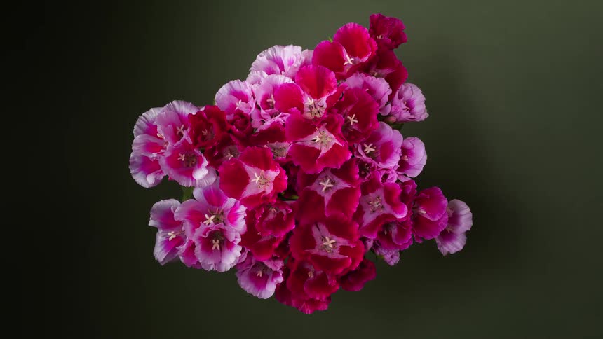 Time lapse view of a group of flowers blooming