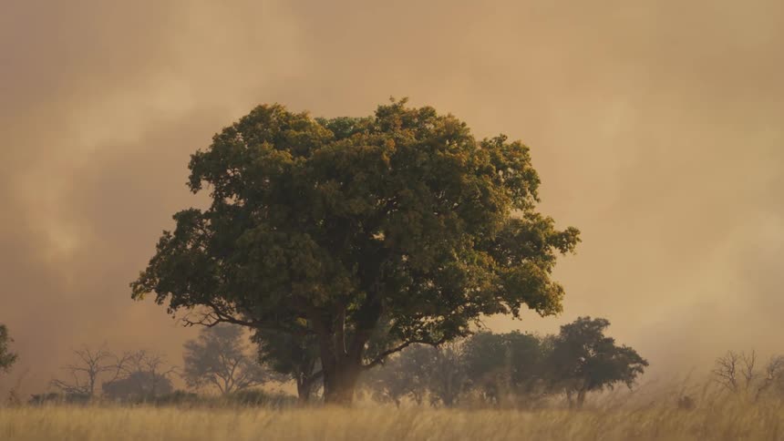 A large full tree sits in front of a dark gray sky with slowly moving bushfire