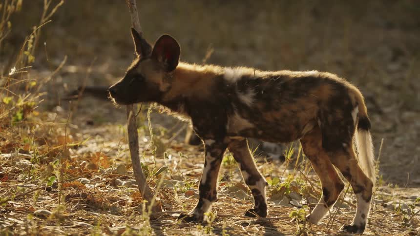 A African wild dog puppy is walking through the grassland area
