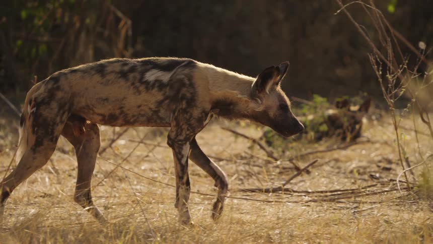 An African wild dog walks on the grass