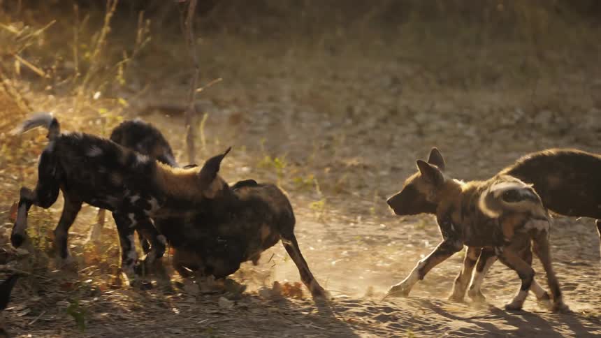 A view of African wild dogs playing outdoors