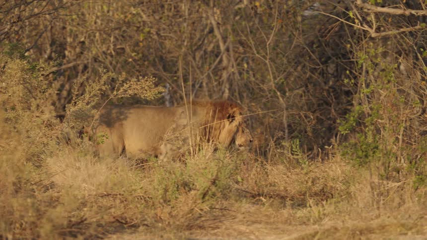 A lion paces through the savanna brush between leafy bushes and branches