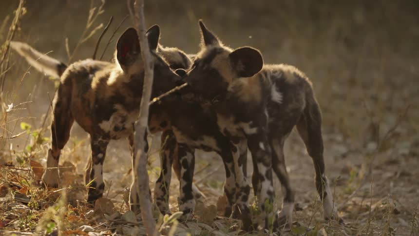 Four African wild dogs puppies walking together as they hold onto something in their mouths