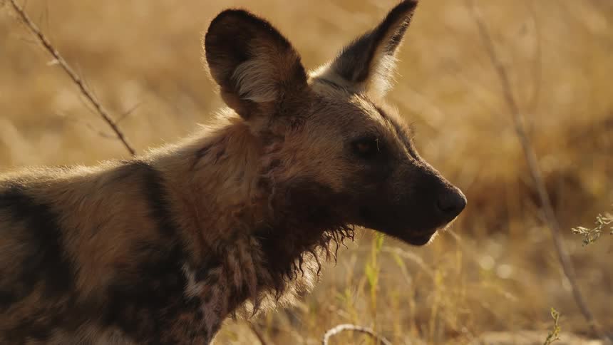 African wild dog hanging out around the open grass