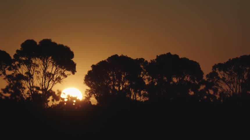Sun sets behind the silhouette of trees waving in the wind at golden hour