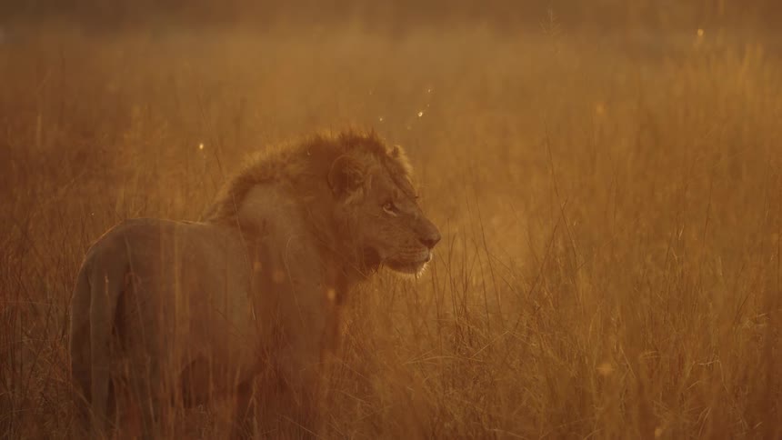 A lion stands alone in a field while looking around at its surroundings