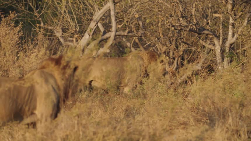 Male lion walks along edge of ticket passing a second standing male lion