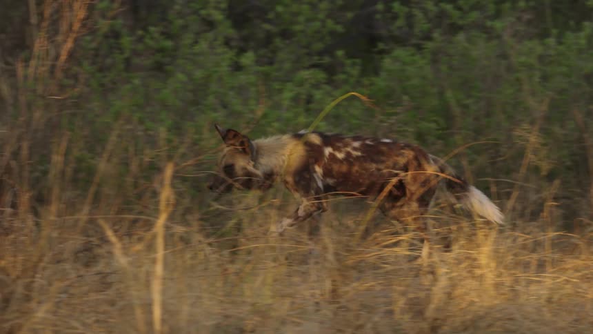 An African wild dog is running through the jungle