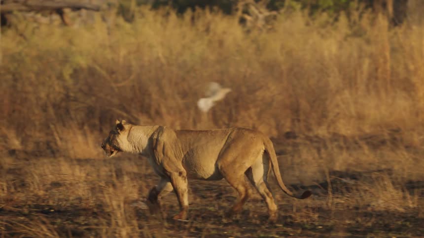 A lion is running across a plain at dusk