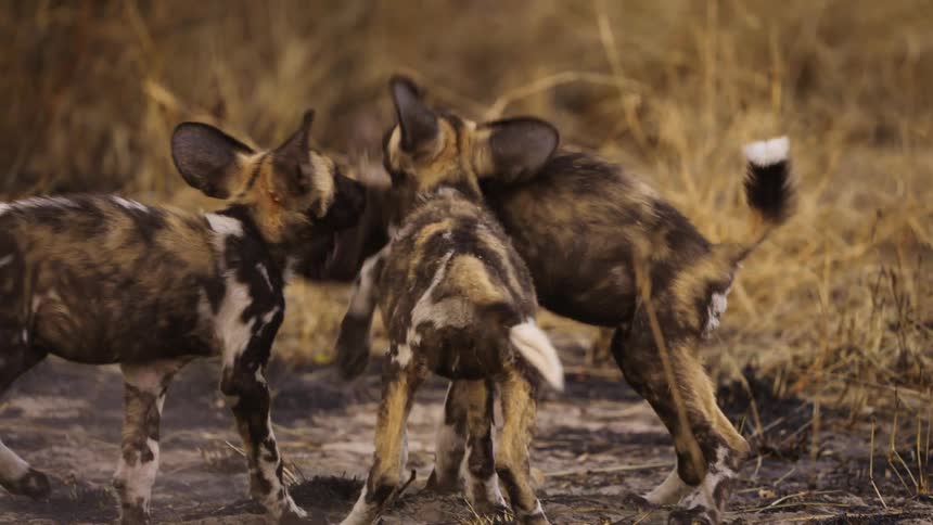 African wild dog pups play fight in the dirt