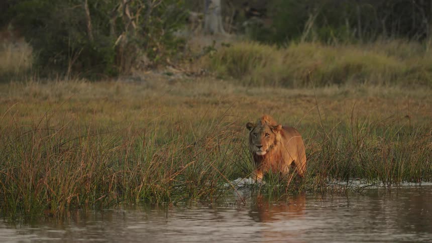 Lion walks through tall grass growing on the banks of a river in the african savannah