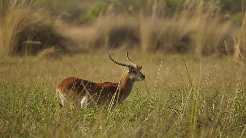 An antelope is grazing the grassland area