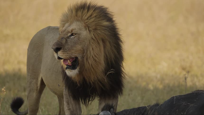 A lion standing on a grassy plain looks off into the distance while panting