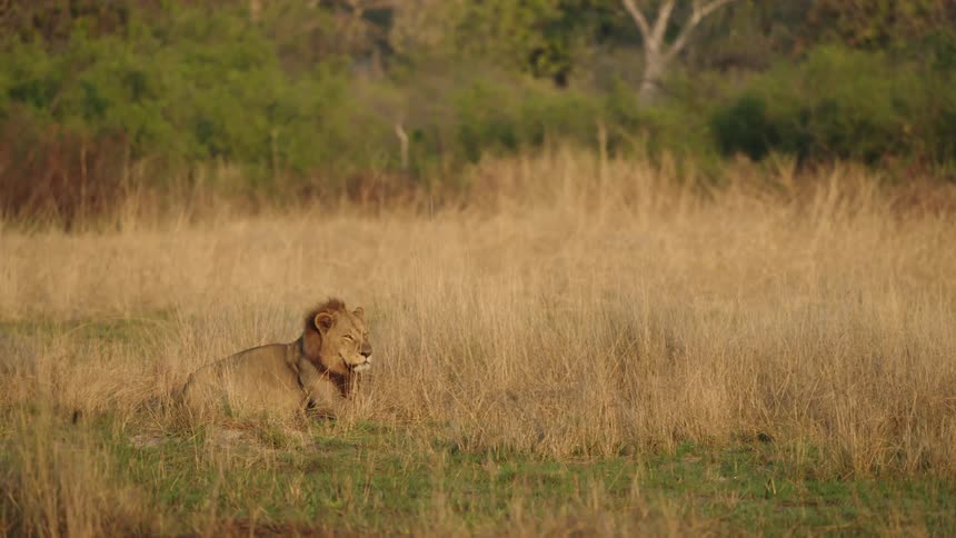 African lion standing on the savannah grasslands lays down to rest at daytime