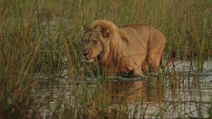 The lion is wading through the swamp