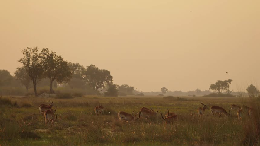 A group of antelope or deer are grazing in the grass on a gloomy day
