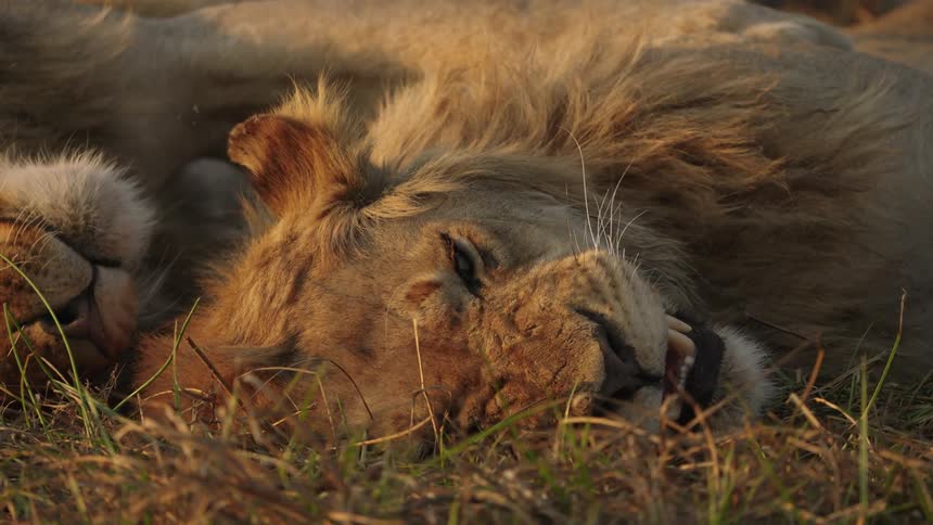 Two lions are sleeping together on grass one placing its paw on the other causing it to snarl