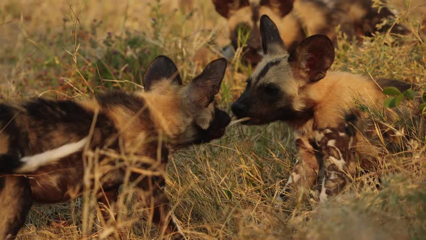Young African wild dogs struggle over a bone as another hyena watches
