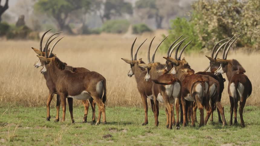 A herd of antelope animals stand together in a field on a sunny day