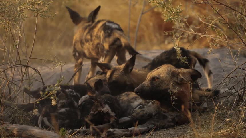 African wild dog pups nurse as the mother lies on her side among brush