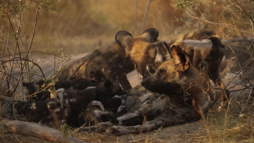 A mother African wild dog nurses her litter of pups while others run off